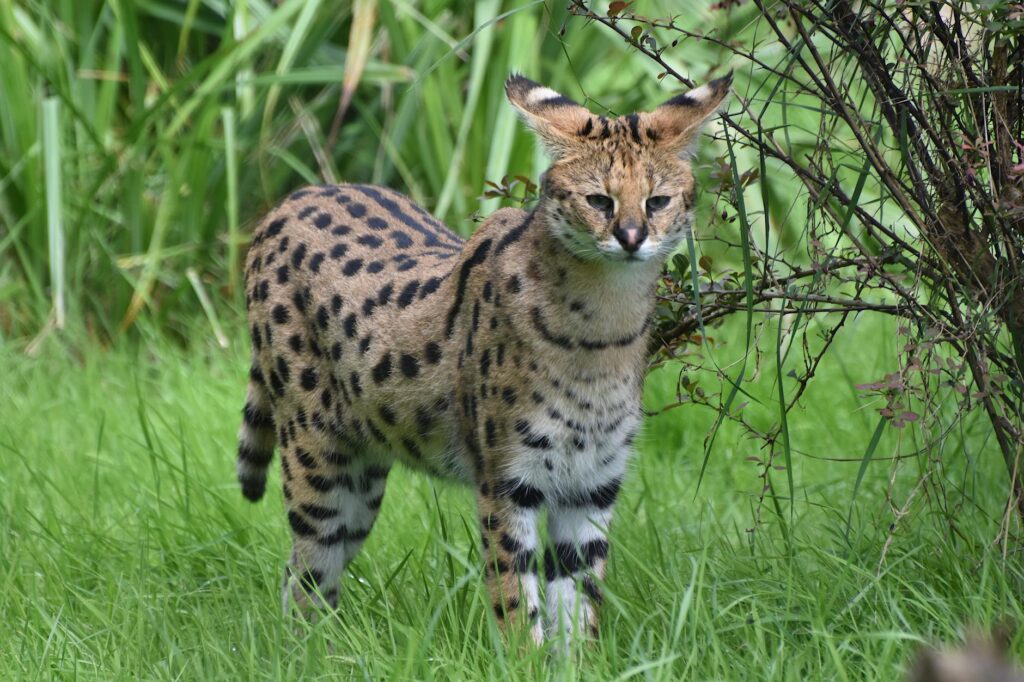 a serval in the wild